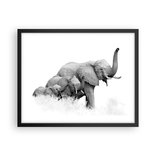 Poster 50x40cm elefanti - poster,