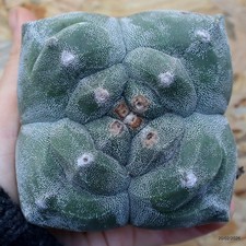 K138 ASTROPHYTUM MYRIOSTIGMA