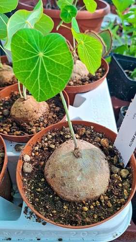 Stephania erecta succulente