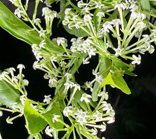 Cestrum nocturnum gelsomino - cestrum,