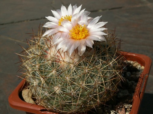 Pediocactus simpsonii ssp