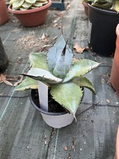 Agave Titanota White Ice