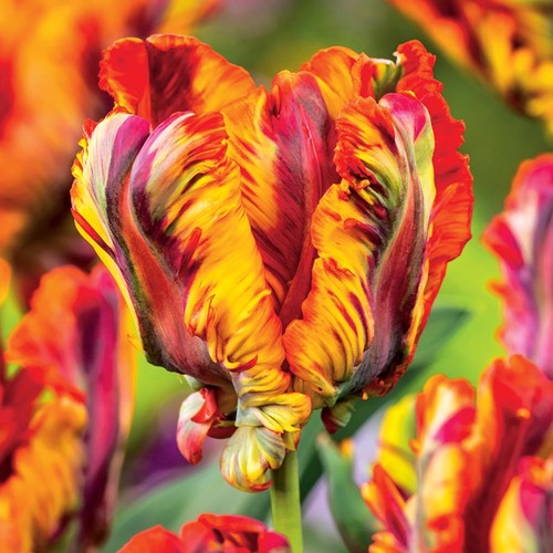 Tulipani bulbi fiori - tulipani,