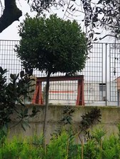 Alloro"Laurus nobilis" pianta ad alberello in mastello ø60 cm h. 300/350 cm