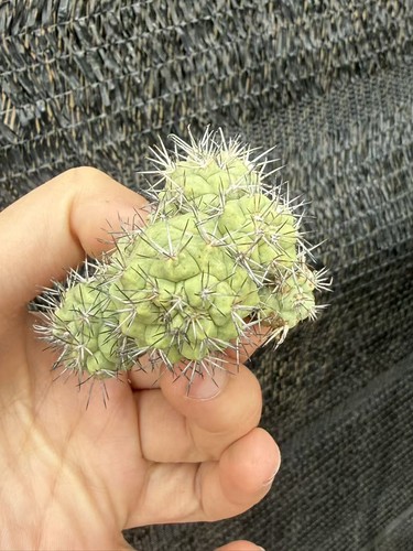 Pianta succulenta multitesta