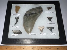 Lotto denti squalo fossili - di,