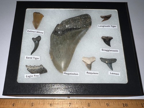 Lotto denti squalo - di, fossili
