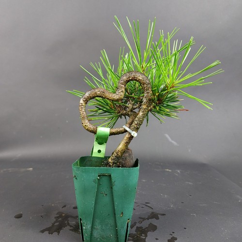 Bonsai pino nero pinus - bonsai,