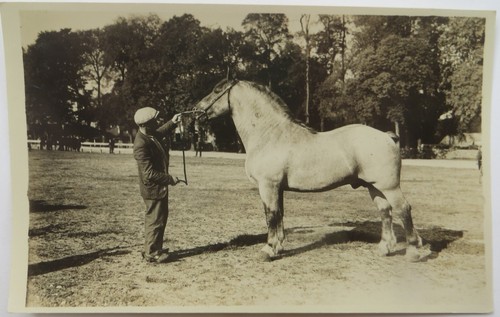 1920 1930 foto allevamento - 1920/1930,