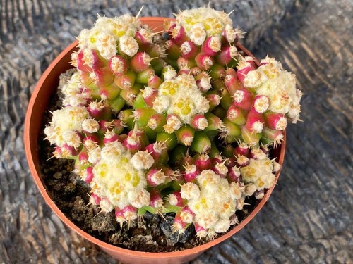 2pcs echinocactus grusonii - 2pcs,