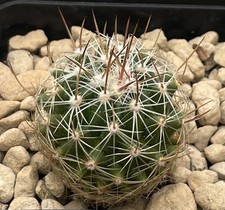 Thelocactus saussieri LAU1009 cactus, Kakteen, Seedling