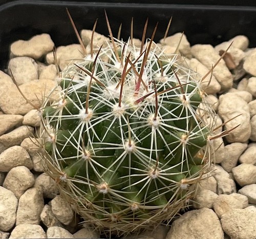 Thelocactus saussieri lau1009 - thelocactus,