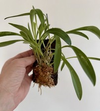 Masdevallia Species paivaeana