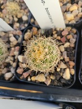 Discocactus zehntneri ssp