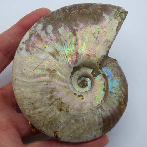 Fossil ammonite iridescent - fossil,