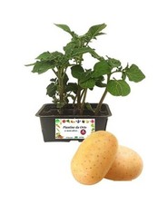 40 Piantine Di Patate Spunta -