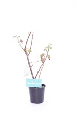 Pianta ribes - pianta, di