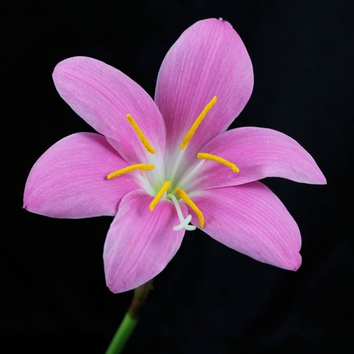 Zephyranthes carinata caudex - zephyranthes,