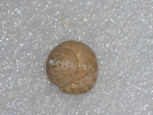 Agathistoma fasciatum big - fasciatum,
