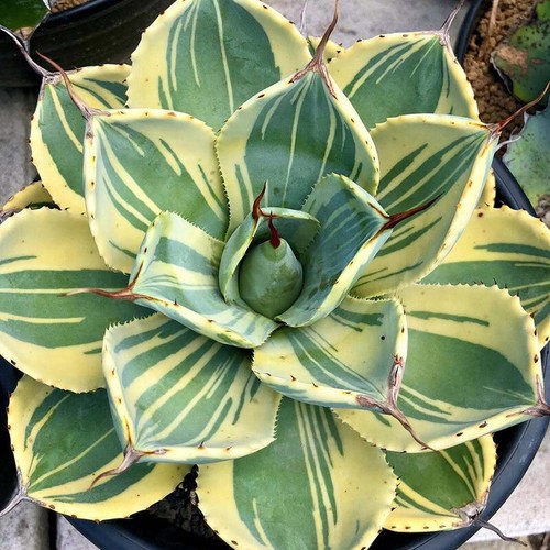 Pianta succulenta cactus - pianta, di