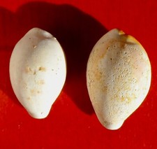 CYPRAEA FOSSILE MIOCÈNE DU