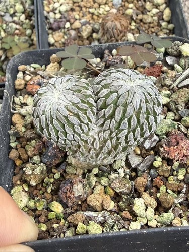 Rara succulenta pelecyphora - rara,