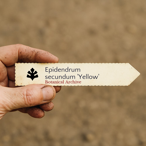Epidendrum secundum yellow - secundum, 'yellow'