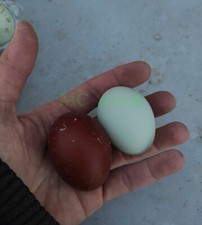 Uova feconde miste di