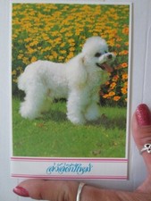 cartolina cane barboncino