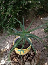 Aloe Arborescens Pianta