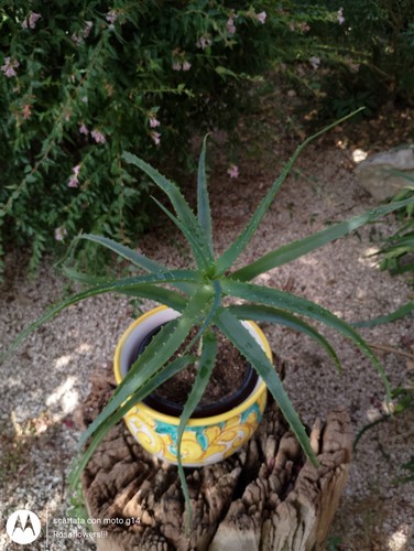 Aloe arborescens pianta - aloe,