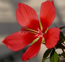 Hibiscus coccineus cv RED TEXAS | Scarlet Rose | - Scarlet rose mallow | Texas s
