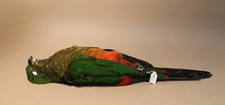 Taxidermy, Cabinet De