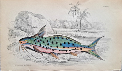 Pimelodus insignis pesce gatto