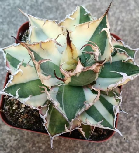 Rara pianta cactus agave - 1, di