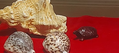 Lotto conchiglie decorative 1 - lotto,