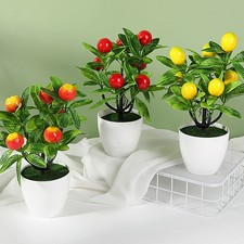 Pianta bonsai frutto - pianta,