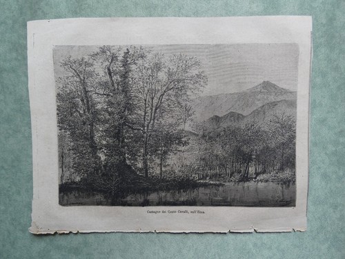 Castagno dei cento cavalli