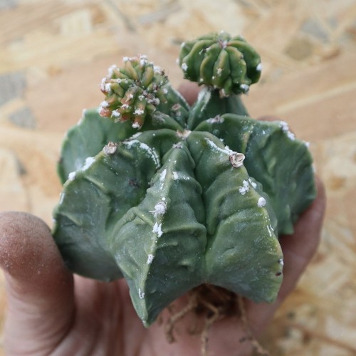 K006 astrophytum myriostigma - k006,