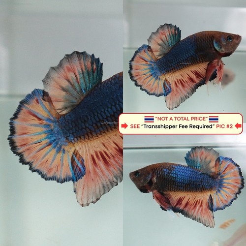 Live betta fish - live,