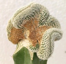 Echinocereus reichenbachii albispinus  cristate