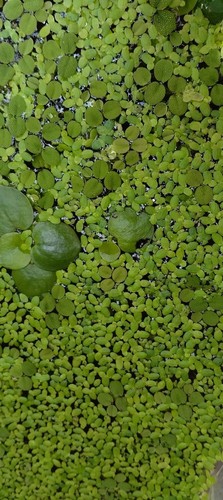 Salvinia minima mix piante - minima,