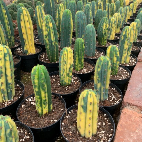 Cereus rari decorazione