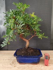 bonsai di pistacia lentisticus
