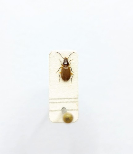 Entomology taxidermy - taxidermy,