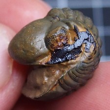 21 mm Reedops Trilobite