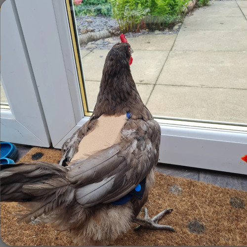 Sella pollo marciume - sella,