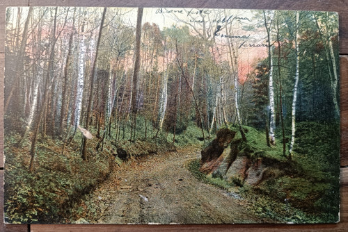 1904 carpi nel boschetto - 1904,