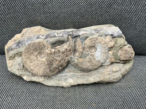 Multi eleganticeras fossil - multi,