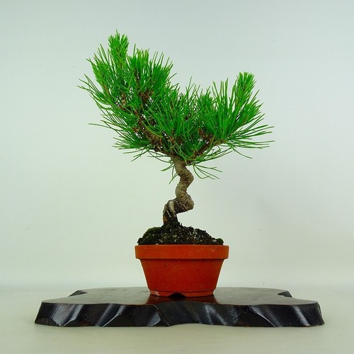 Pinus thunbergii vaso bonsai - thunbergii,